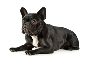 Studio shot of an adorable French Bulldog lying and looking curiously