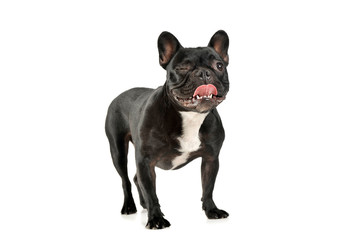 Studio shot of an adorable French Bulldog looking funny
