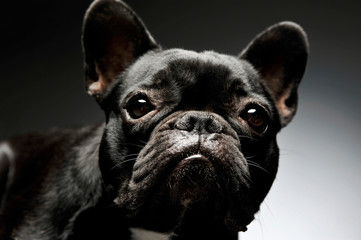 Portrait of an adorable French Bulldog looking curiously at the camera