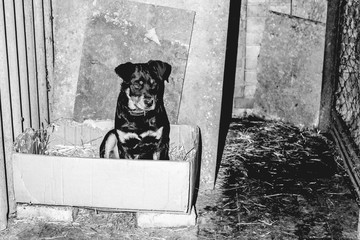 Little cute rottweiler puppy in an aviary. Monochrome stylish photo.