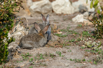 Cute little rabbit walking in the yard
