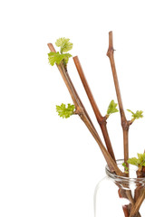 The process of growing grapes saplings from the vine.