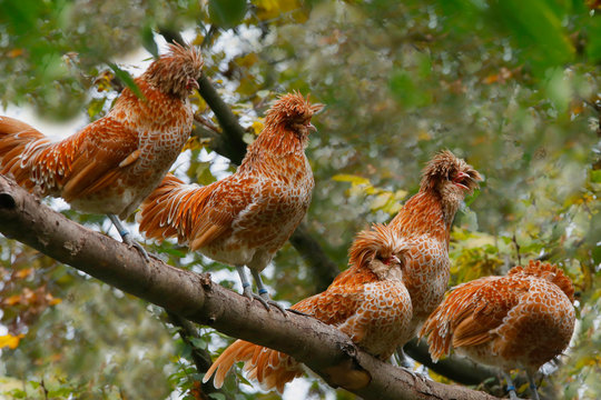 Zwerg Paduaner Hühner sitzen auf Ast