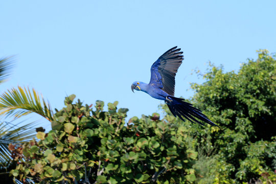 Hyazinth-Ara (Anodorhynchus hyacinthinus) im Flug