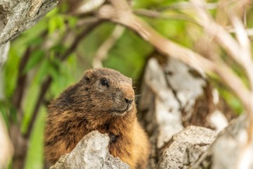 Naklejka na ściany i meble Close up of an Alpine marmot in amongst rocks