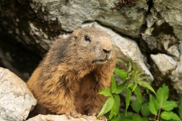 Naklejka na ściany i meble Close up of an Alpine marmot in rocks