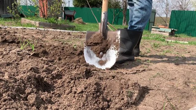 Farmer  in rubber boots digging and flipping soil using shovel and pulling a weed. Agriculture, tillage concept