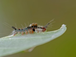 Close-up a worm blimbing on green leaf with nature blurred background.