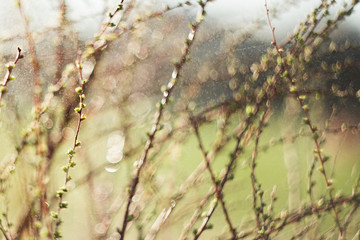 spring branches on a tree with  swollen buds and small green leaves, selective focus, bokeh, soviet...