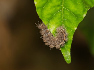 Close-up a worm blimbing on green leaf with nature blurred background.