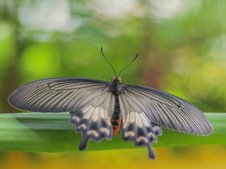 a Common Rose Butterfly resting on blade leaf with green nature blurred background.