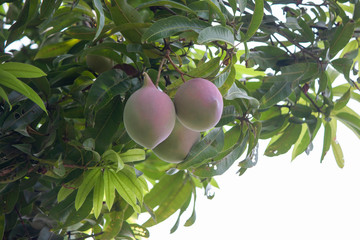 Closeup Mango fruit on tree in the garden isolated on white background.