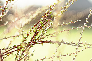 spring branches on a tree with  swollen buds and small green leaves, selective focus, bokeh, soviet lens Helios 44-2