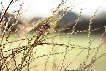 spring branches on a tree with swollen buds and small green leaves, selective focus, bokeh, soviet lens Helios 44-2