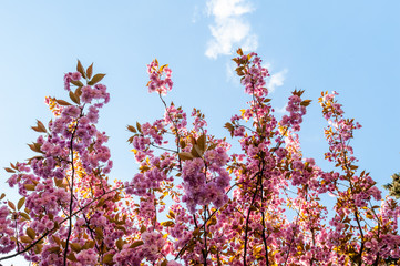 Sakura - Cherry blossom, Antwerp, Belgium