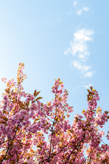 Sakura - Cherry blossom, Antwerp, Belgium