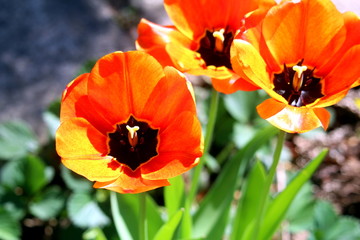 Obraz premium Tulpen