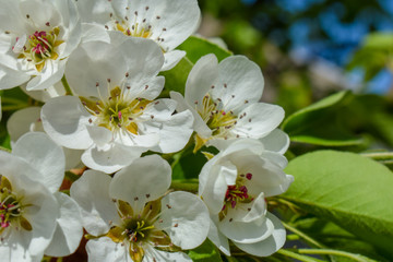 Fototapeta premium Beautiful Pear Blossom. Pear tree in early spring