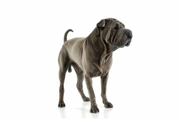 Studio shot of an adorable Shar pei standing and looking curiously