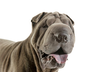 Portrait of an adorable Shar pei looking curiously at the camera
