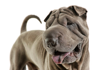 Portrait of an adorable Shar pei looking curiously