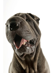 Portrait of an adorable Shar pei looking curiously at the camera