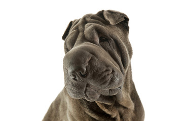 Portrait of an adorable Shar pei looking curiously