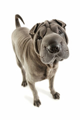 Studio shot of an adorable Shar pei standing and looking curiously at the camera