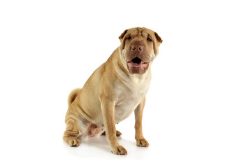 Studio shot of an adorable Shar pei sitting and looking curiously at the camera
