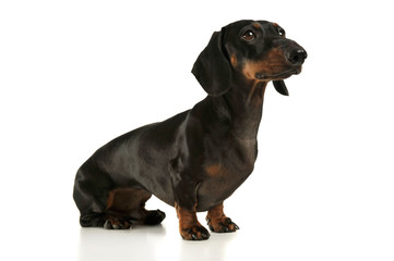 Studio shot of an adorable black and tan short haired Dachshund looking curiously