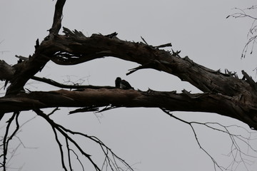 silhouette of tree with birds on branch
