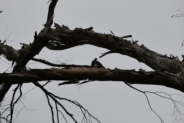 small birds on tree