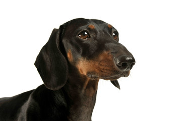 Portrait of an adorable black and tan short haired Dachshund looking curiously