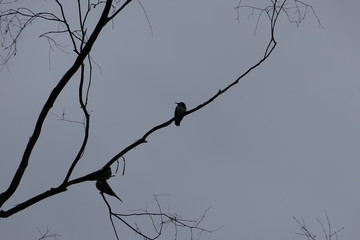 silhouette of tree with birds in the sky