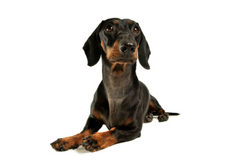 Obraz premium Studio shot of an adorable black and tan short haired Dachshund looking up curiously