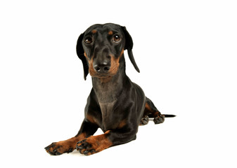 Studio shot of an adorable black and tan short haired Dachshund looking curiously at the camera