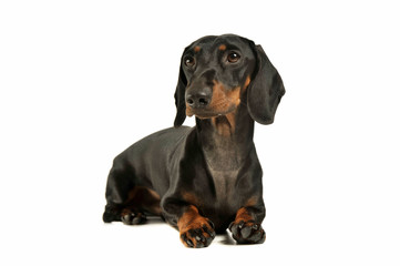 Studio shot of an adorable black and tan short haired Dachshund looking curiously