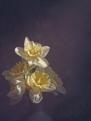 Five daffodils are in a vase on a gray stone background.