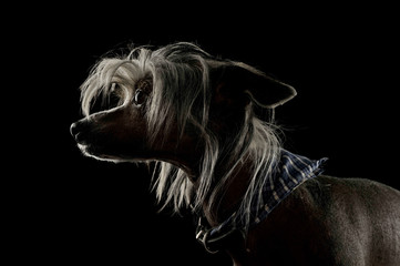 Portrait of an adorable Chinese crested dog looking curiously