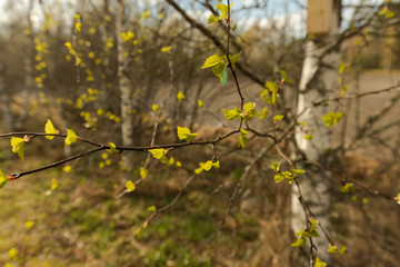 Spring tree blossom