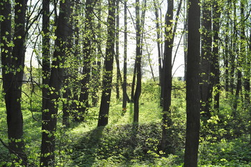 Obraz premium trees in the forest