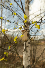 Spring tree blossom