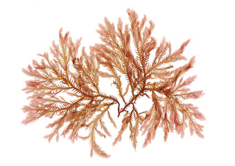 Pressed beautiful red rhodophyta seaweed 