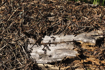 anthill in forest