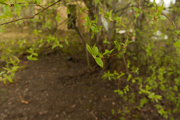Spring tree blossom