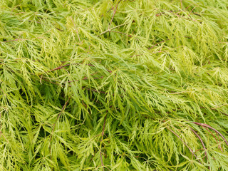 Acer palmatum dissectum flavescens. Erable vert du japon à feuilles  laciniées
