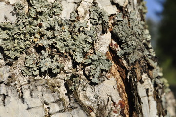 bark of a tree