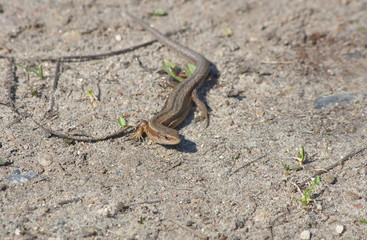 Lizard viviparous in early spring. Zootoca vivipara.