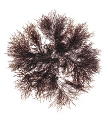 Pressed beautiful red rhodophyta seaweed 