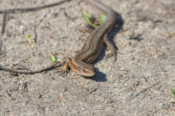 Lizard viviparous in early spring. Zootoca vivipara.